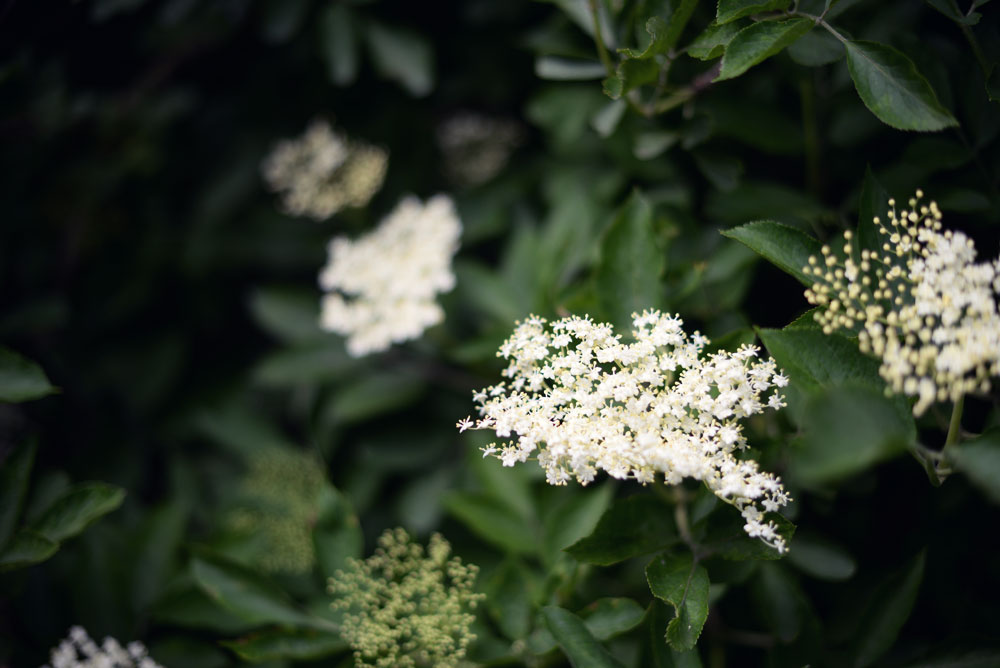 Opskrift: Snaps med hyldeblomst | Frk. Kræsen