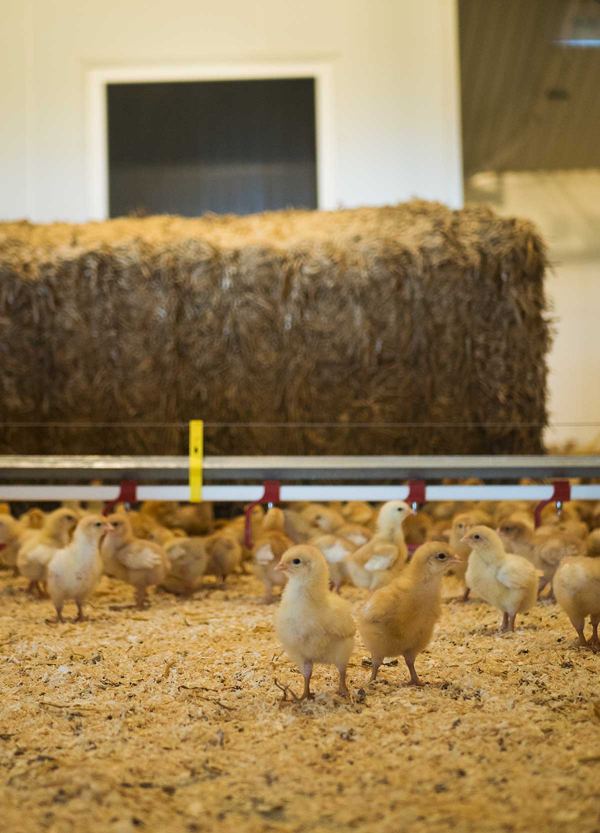 På besøg hos en kylling-producent i Jylland | Frk. Kræsen