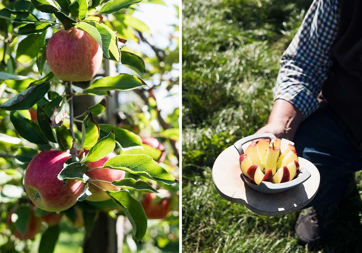 På en æbleplantage i Niedersachsen | Frk. Kræsen
