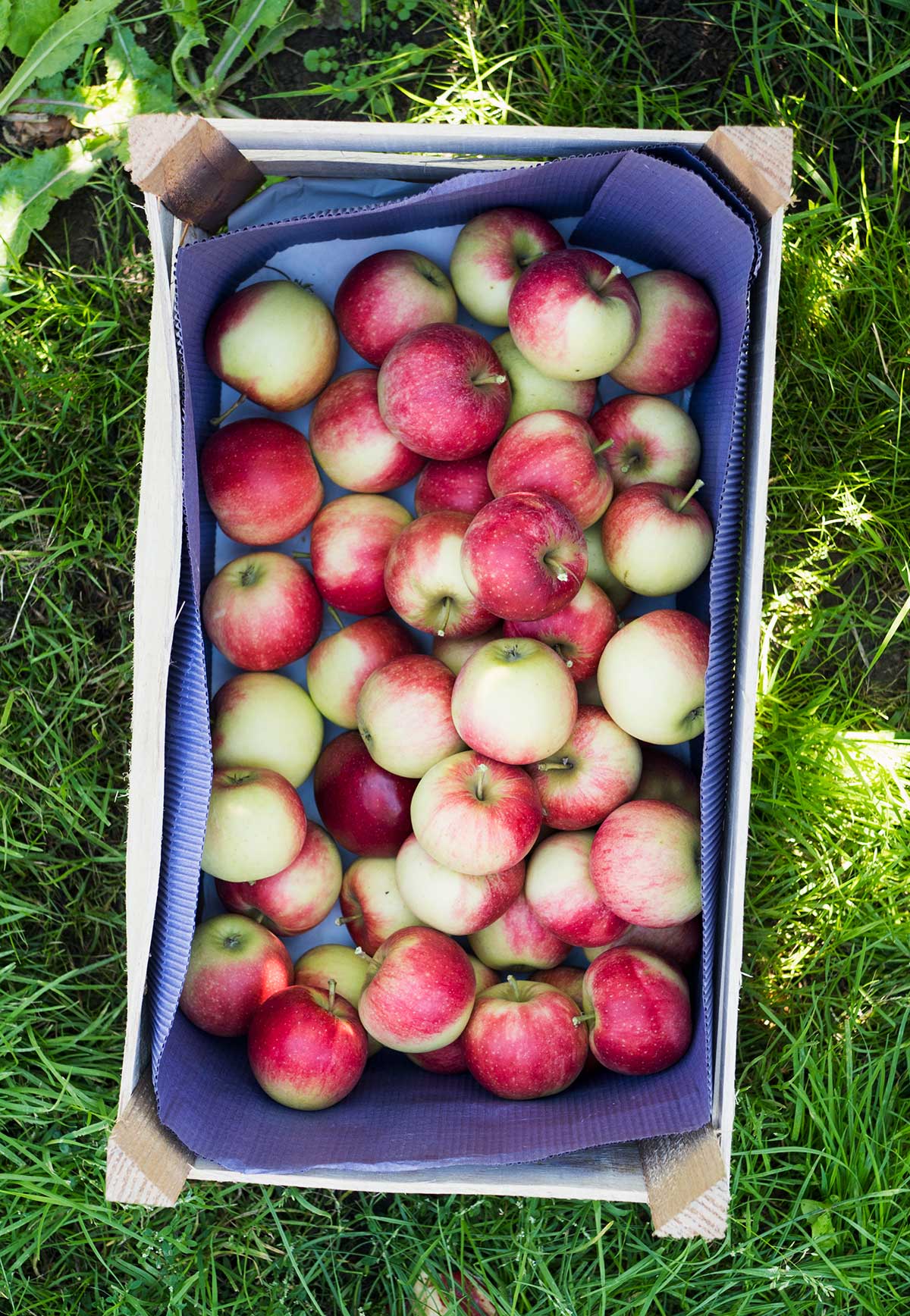På en æbleplantage i Niedersachsen | Frk. Kræsen
